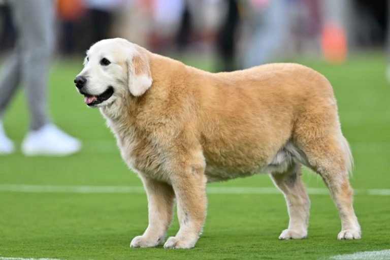 Kirk Herbstreit’s dog Ben gets emotional tribute on ‘College GameDay’